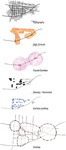 Elements of Urban Design - Forsyth by Shankar Shruti
